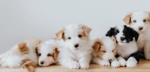 best dog food for puppies