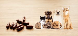 Multivitamins for Pets