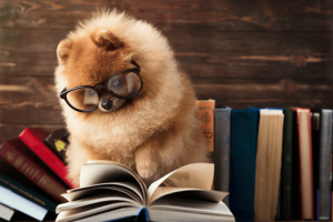 Dog Food Guide