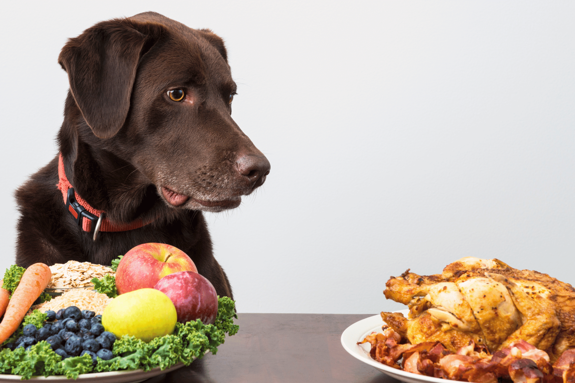 dog food types guide