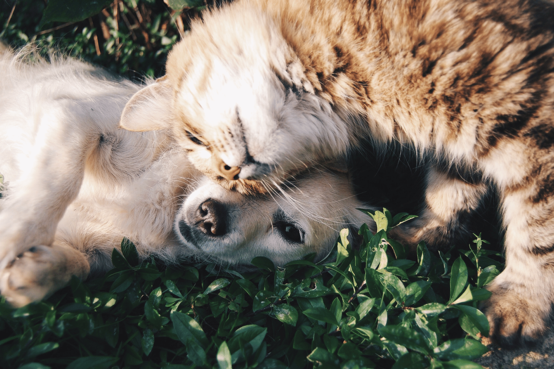 Pet Vitamins