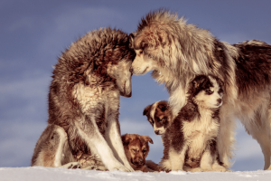 dog food by age