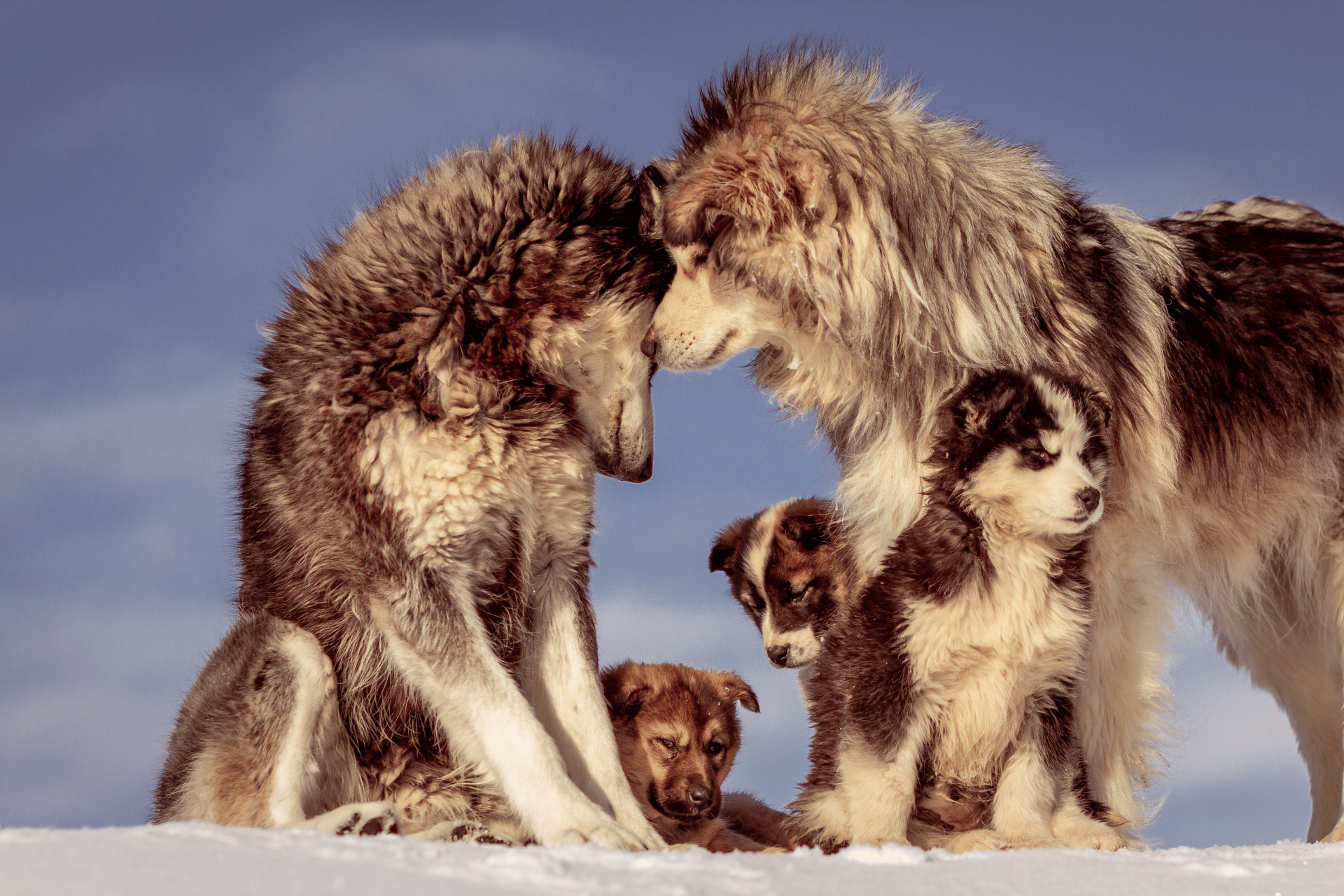dog food by age