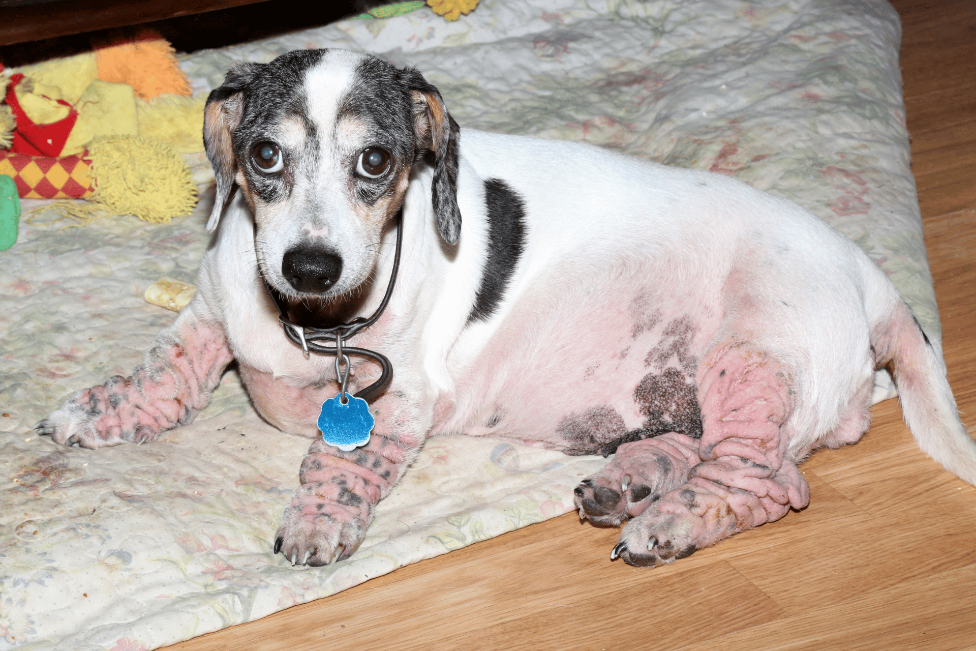 dog food for allergies