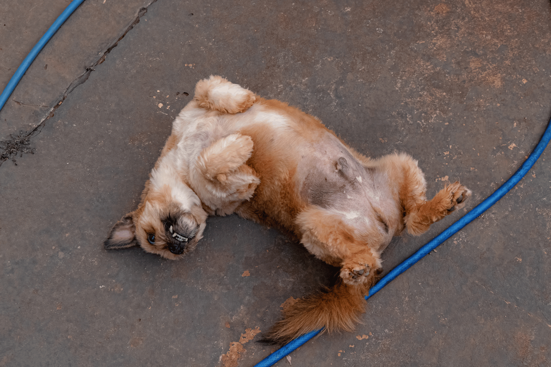 dog food for gut health