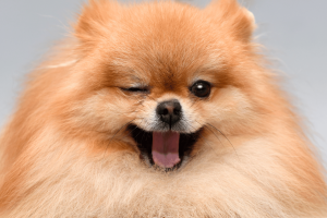 Dog Food For Healthy Skin and Coat