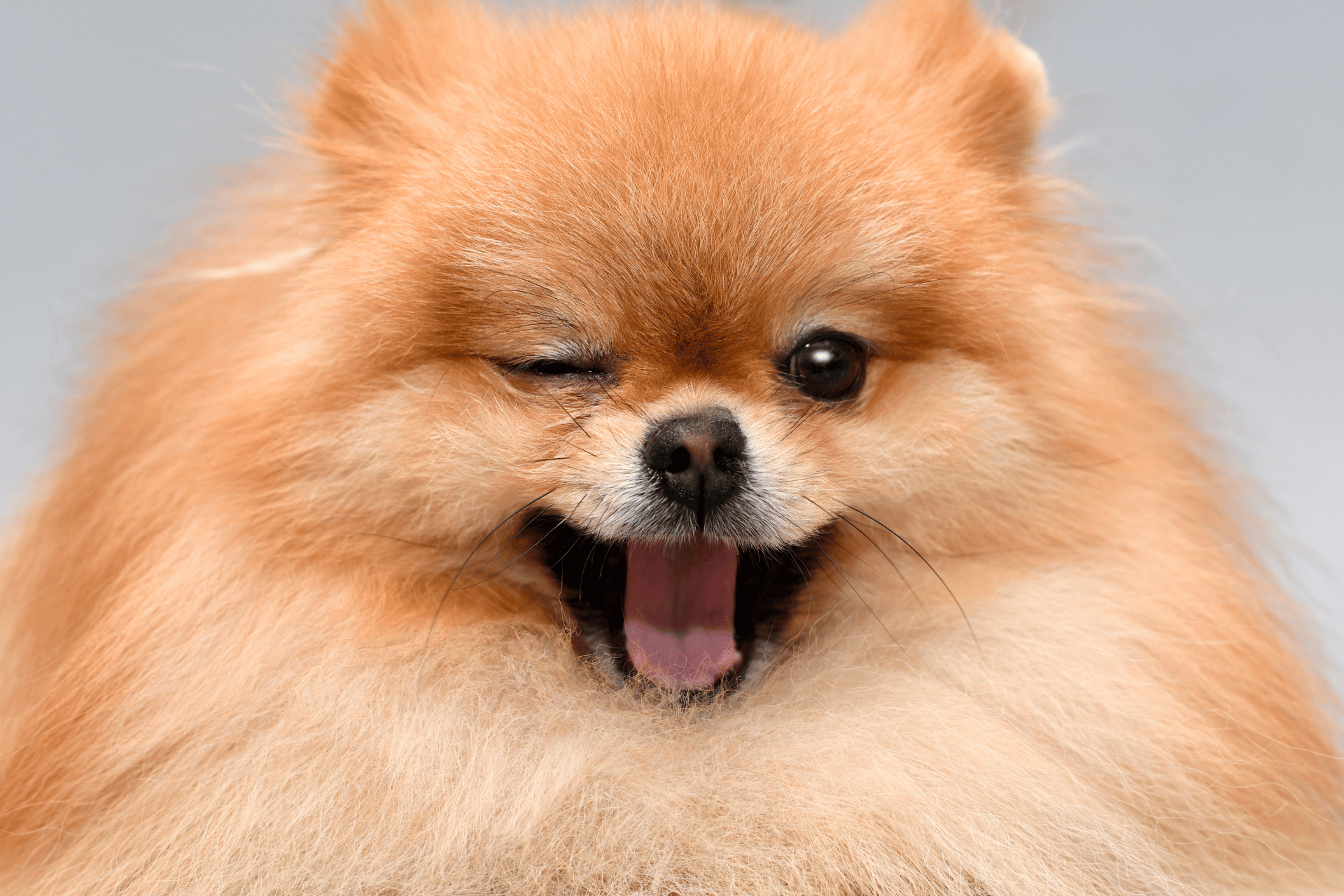 Dog Food For Healthy Skin and Coat