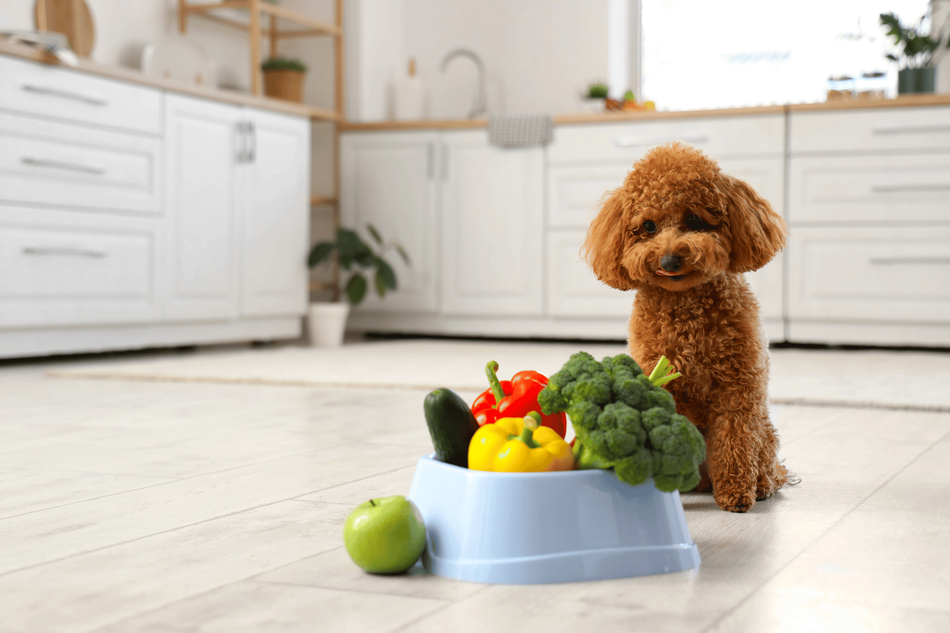 Dog Nutrition