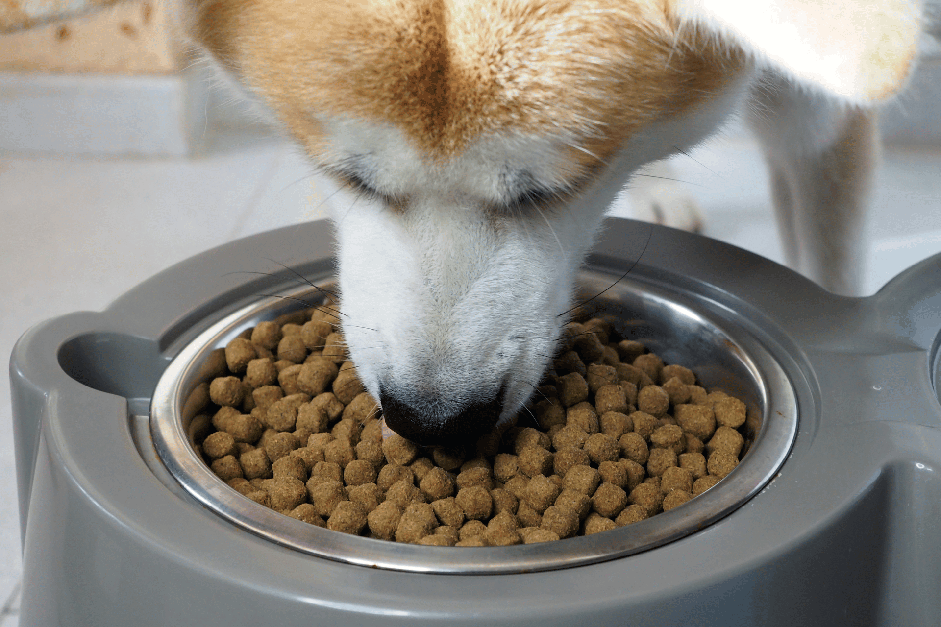 dry dog food