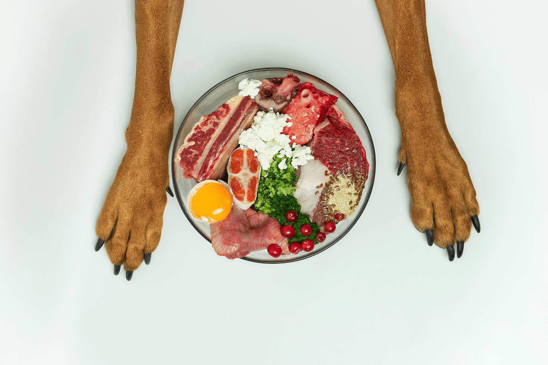 Fresh Dog Food