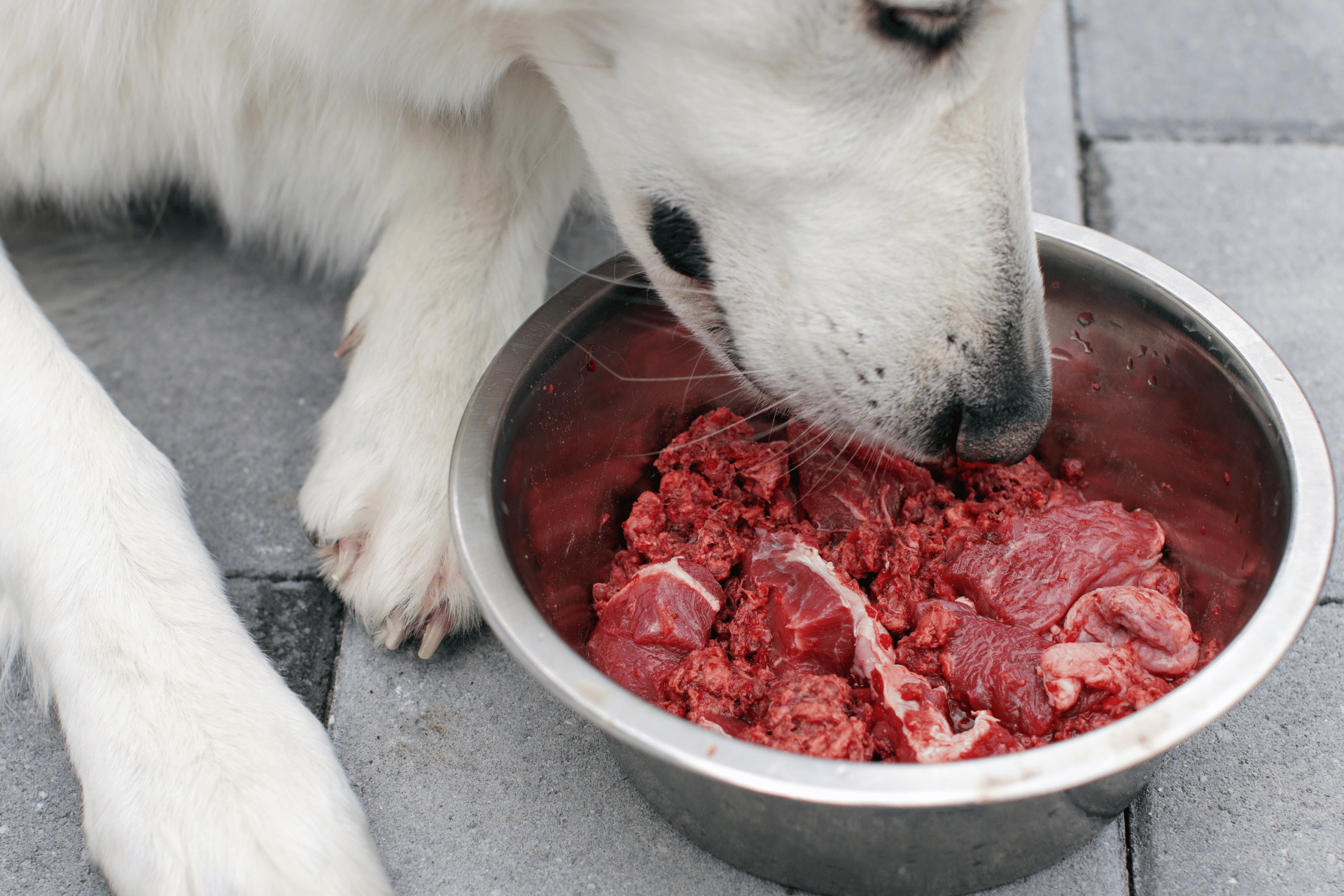 raw dog food