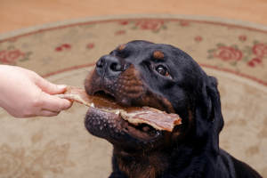 best dog food for big breeds