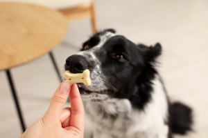Best dog food for senior dogs