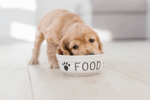 best puppy food