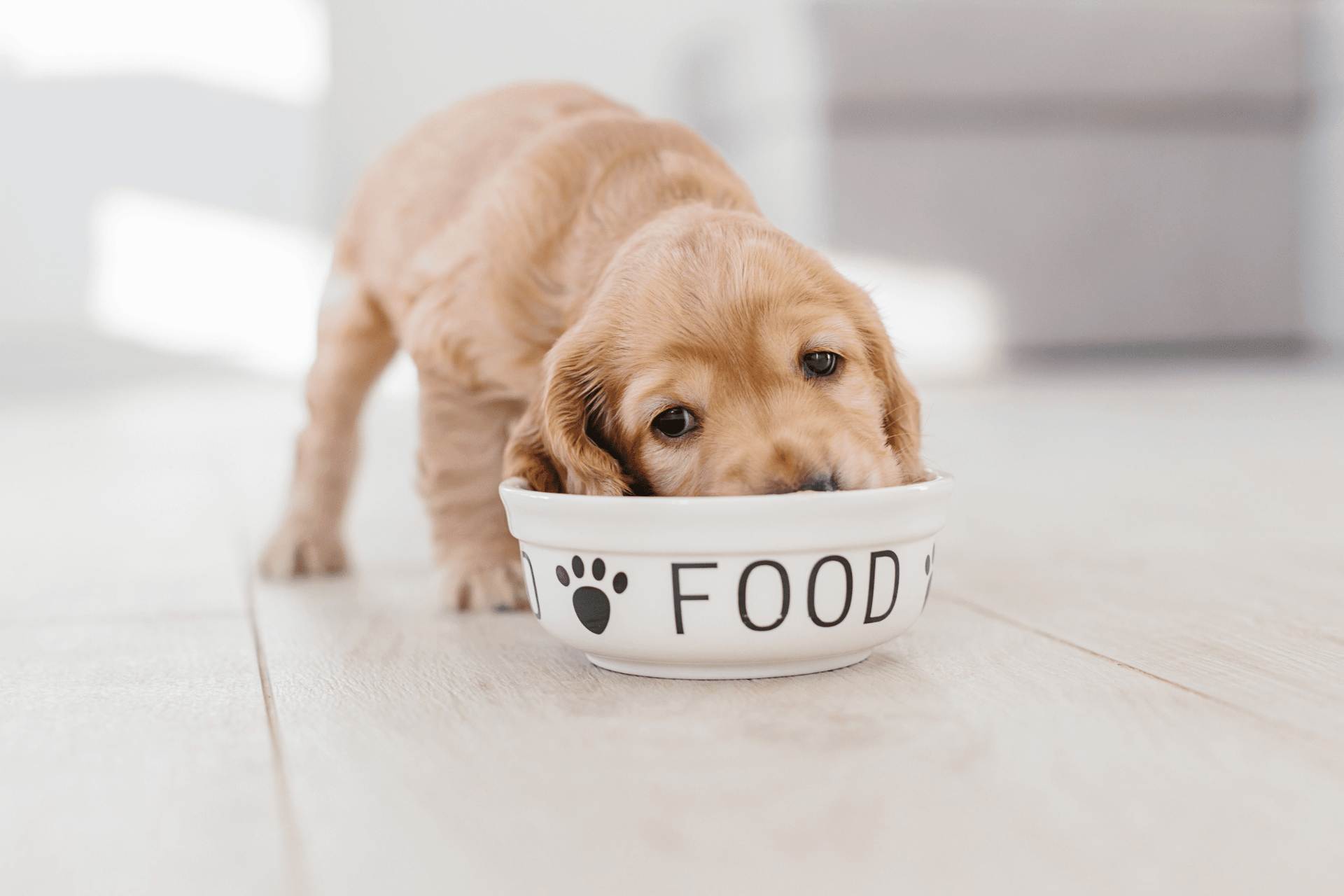best puppy food