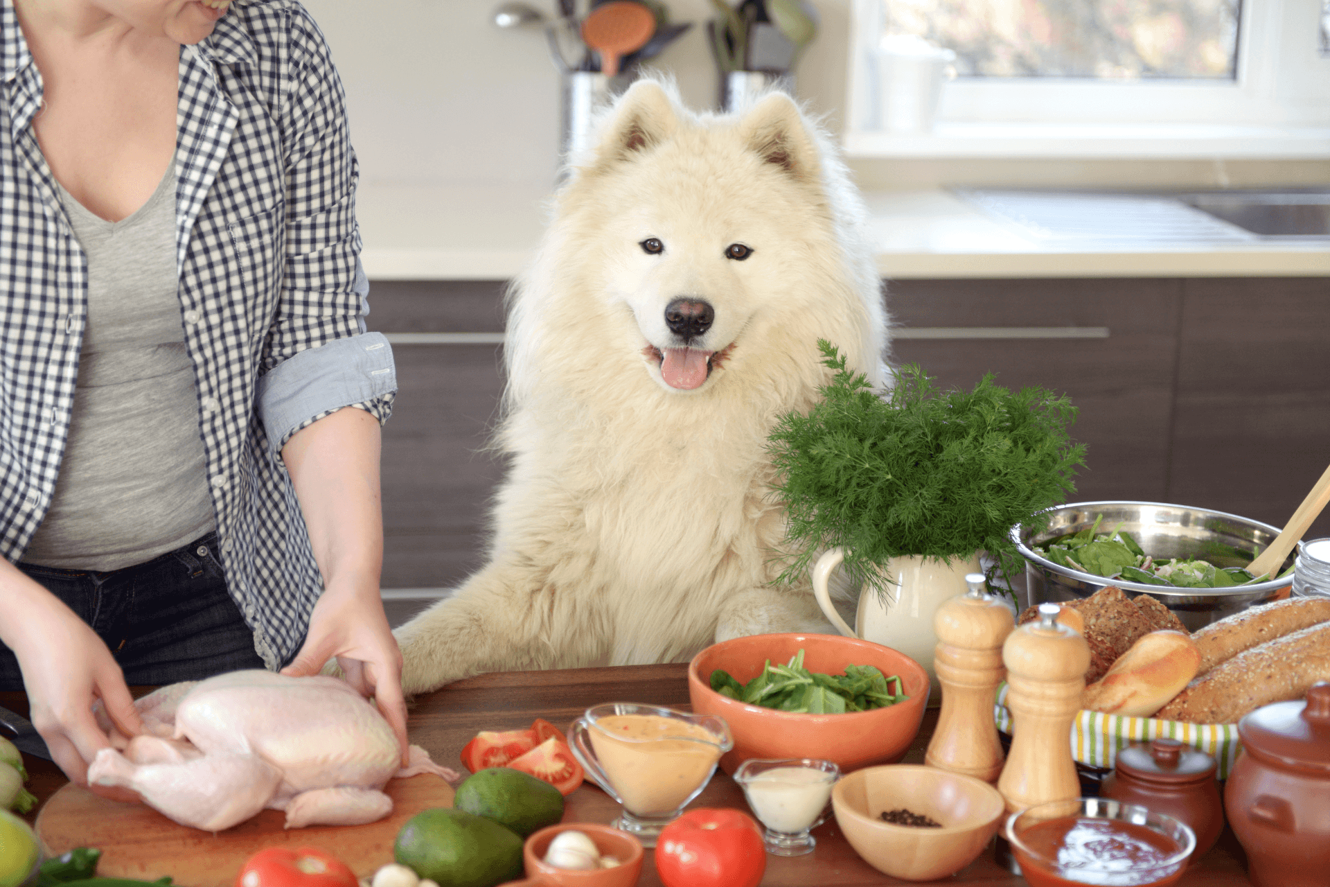 dog food ingredients