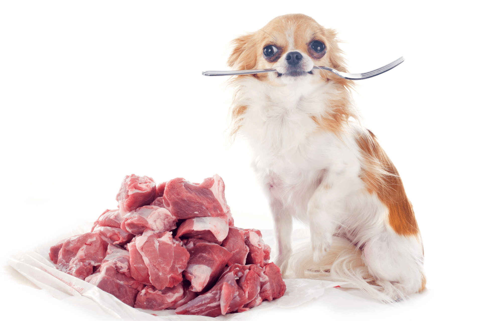 best dog food for small breeds
