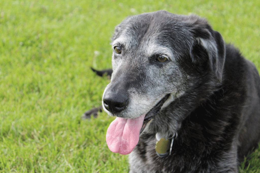 Best Senior dog food