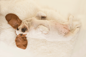 best dog food for sensitive stomach