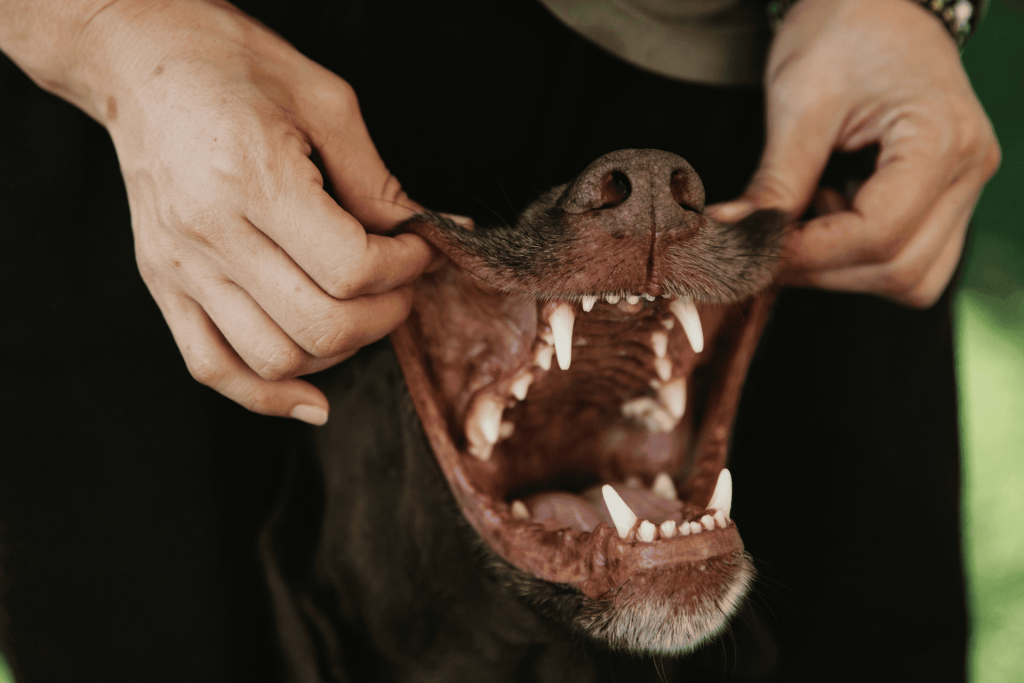 dog food dry best