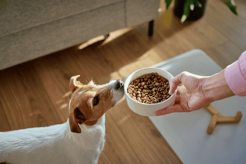 dry dog food
