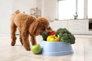 homemade dog food