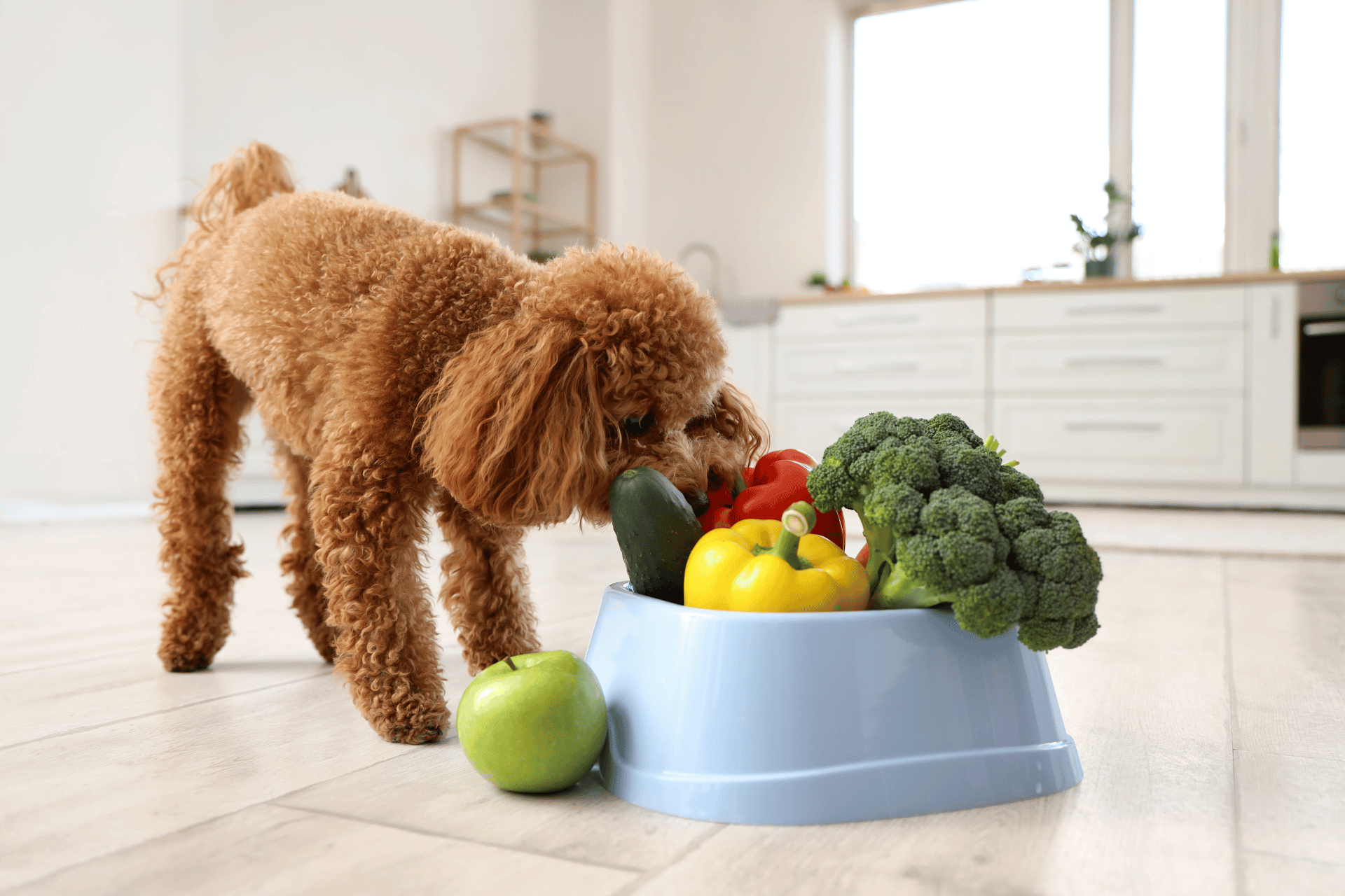 homemade dog food