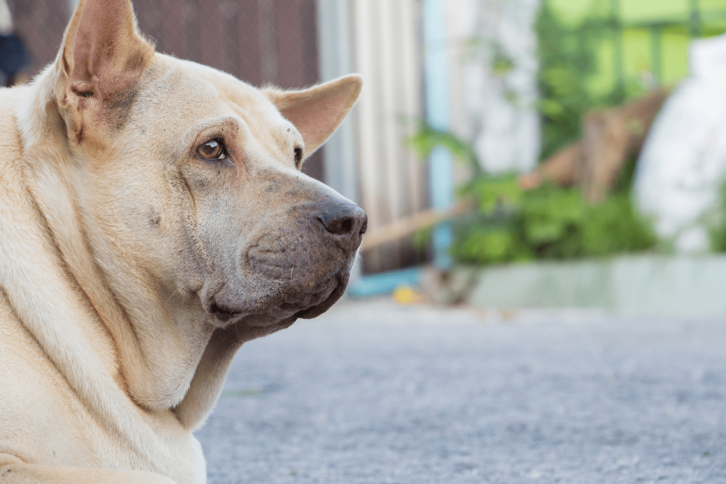 weight loss dog food