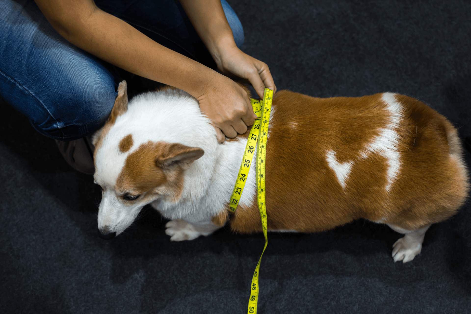 Best Dog Food for Weight Loss